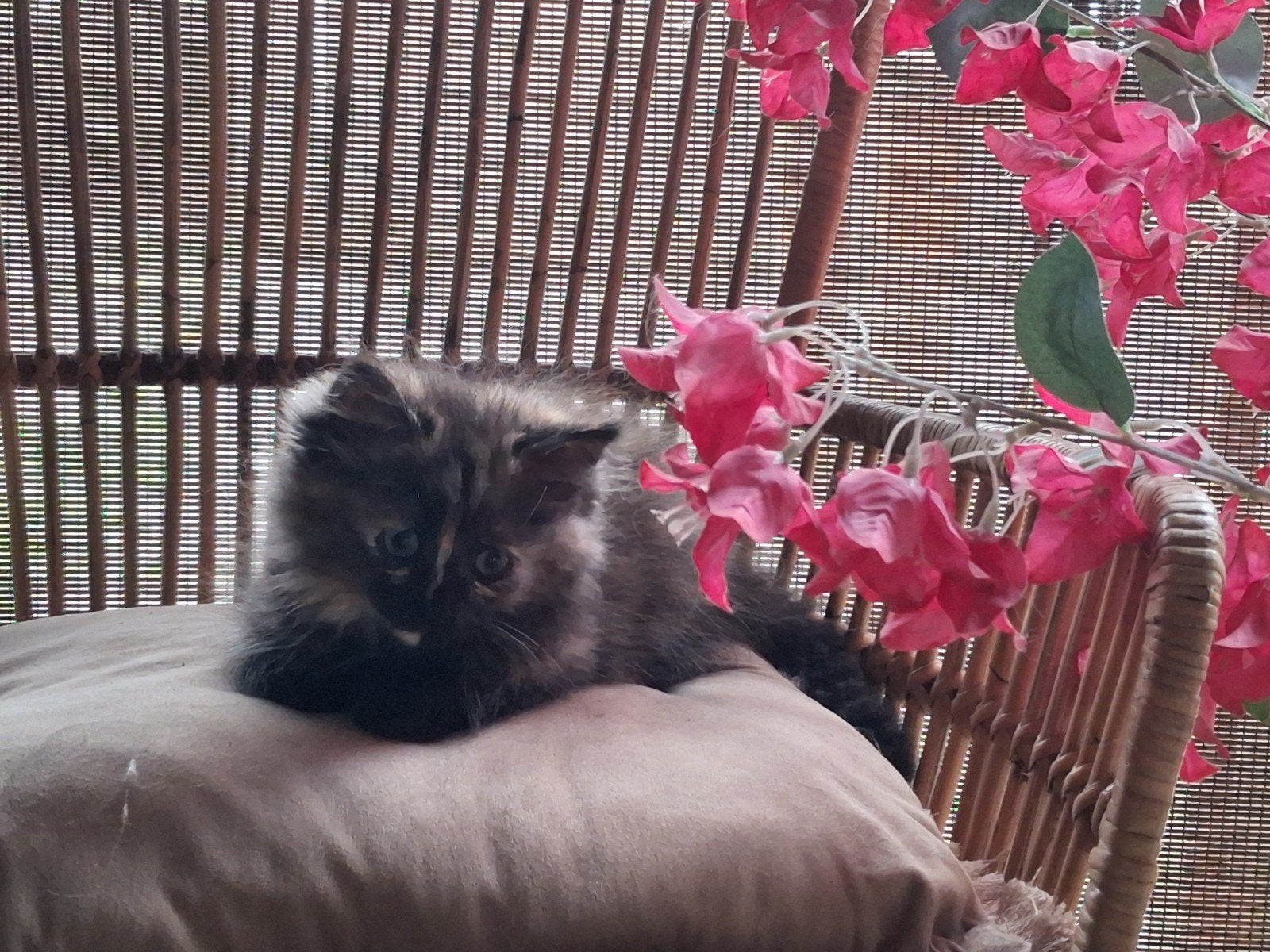 Ragdoll/noorseboskat, Kater, Gechipt, 0 tot 2 jaar