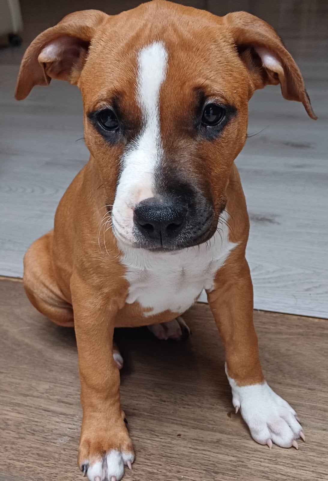 American pitbull terriër met american Bully, 8 tot 15 weken, Teef, Eén hond, Nederland