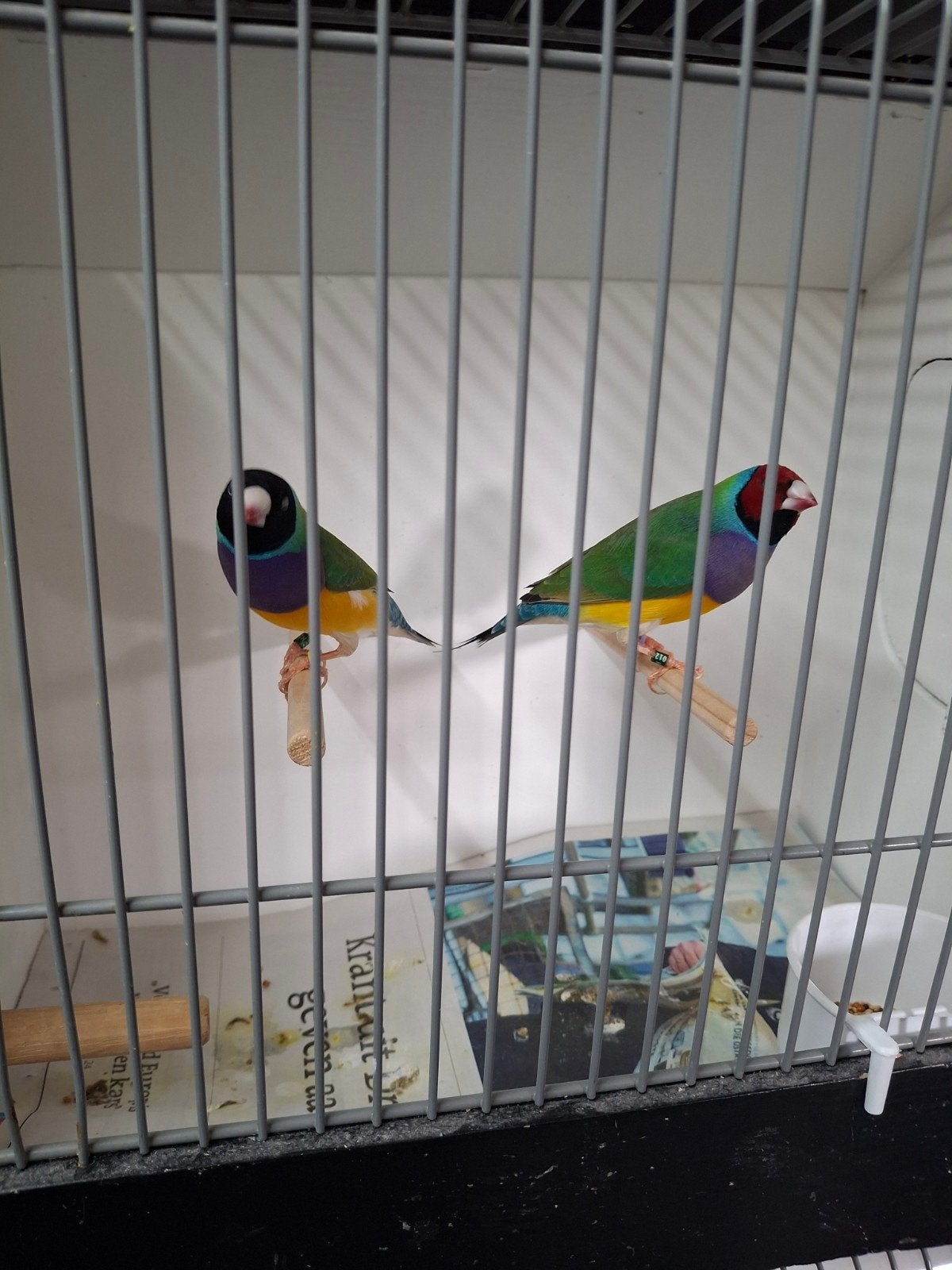 Gouldamadine mannen natuurbroed, Dieren en Toebehoren, Vogels | Overige Vogels, Mannelijk, Tropenvogel, Geringd