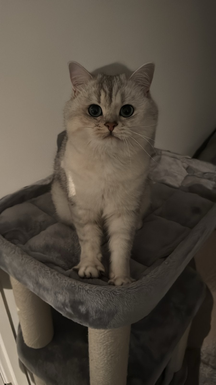 Britse korthaar, Kater, Kortharig, 3 tot 5 jaar