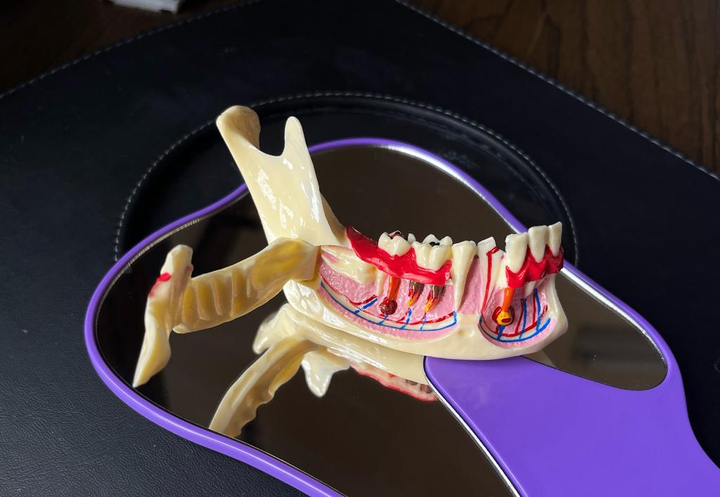 Tandheelkundig Endodontisch Anatomie Model / Tandarts Kies, Verzenden, Nieuw