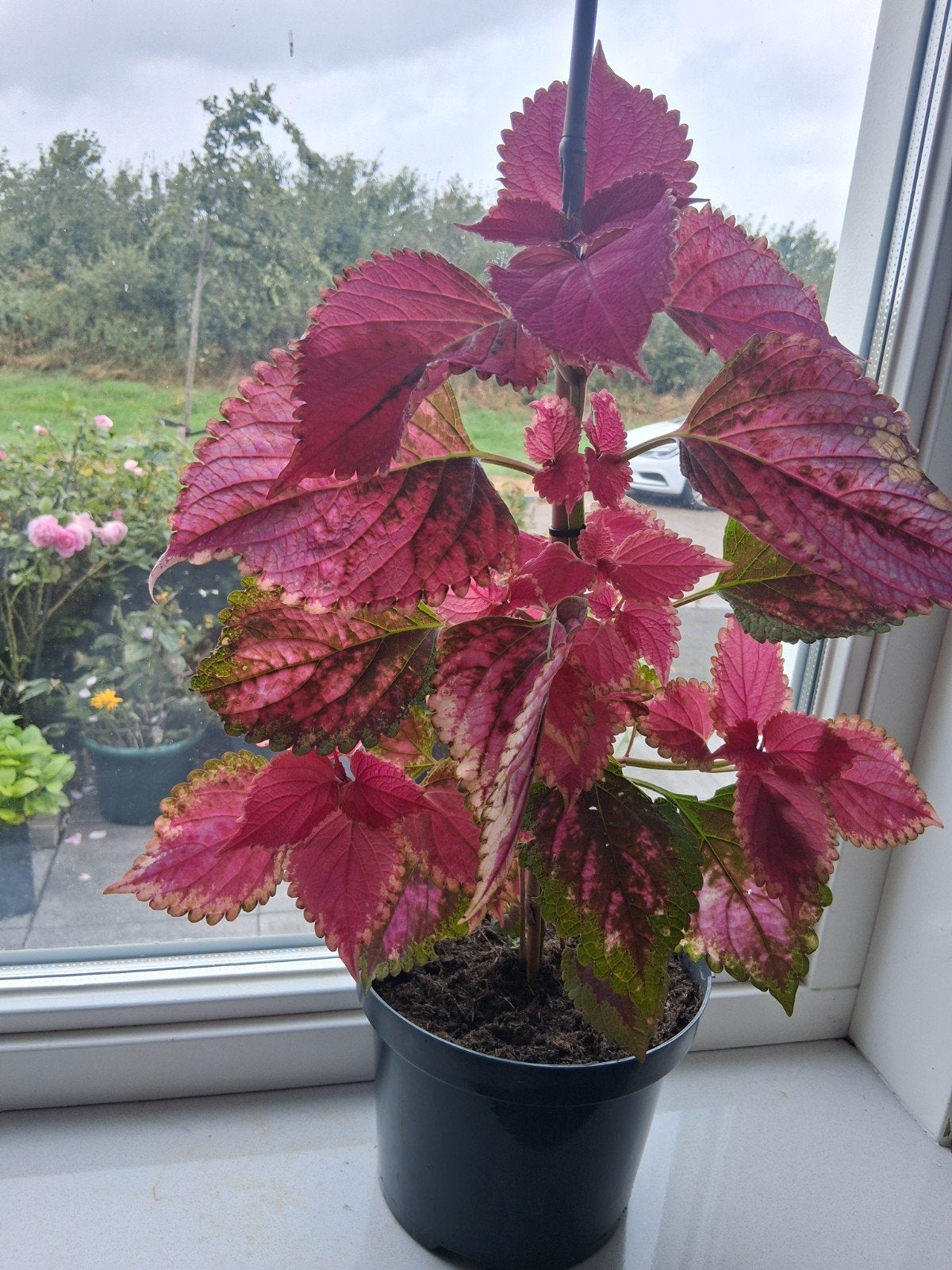 Kleurrijke Coleus plant - Ideaal voor binnen en buiten, Eenjarig, Bloeit niet, Halfschaduw, Ophalen