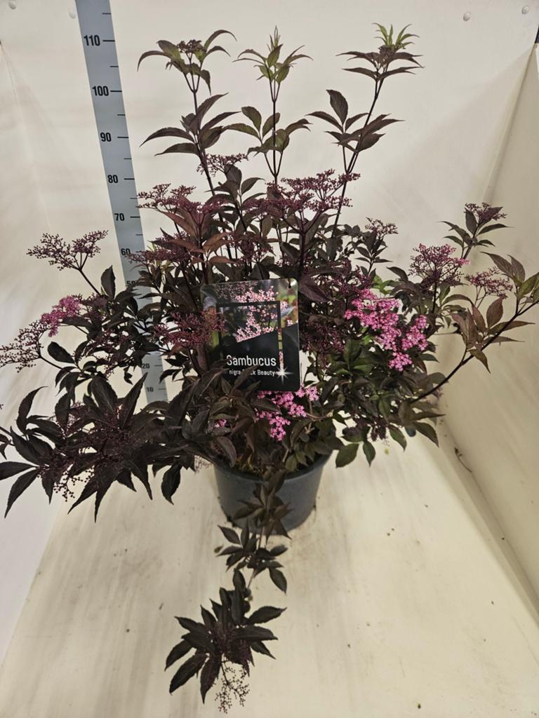 Sambucus Black Beauty 20L - 80-100 cm hoog, Tuin en Terras, Planten | Tuinplanten, Overige soorten, Volle zon, Vaste plant, Ophalen of Verzenden