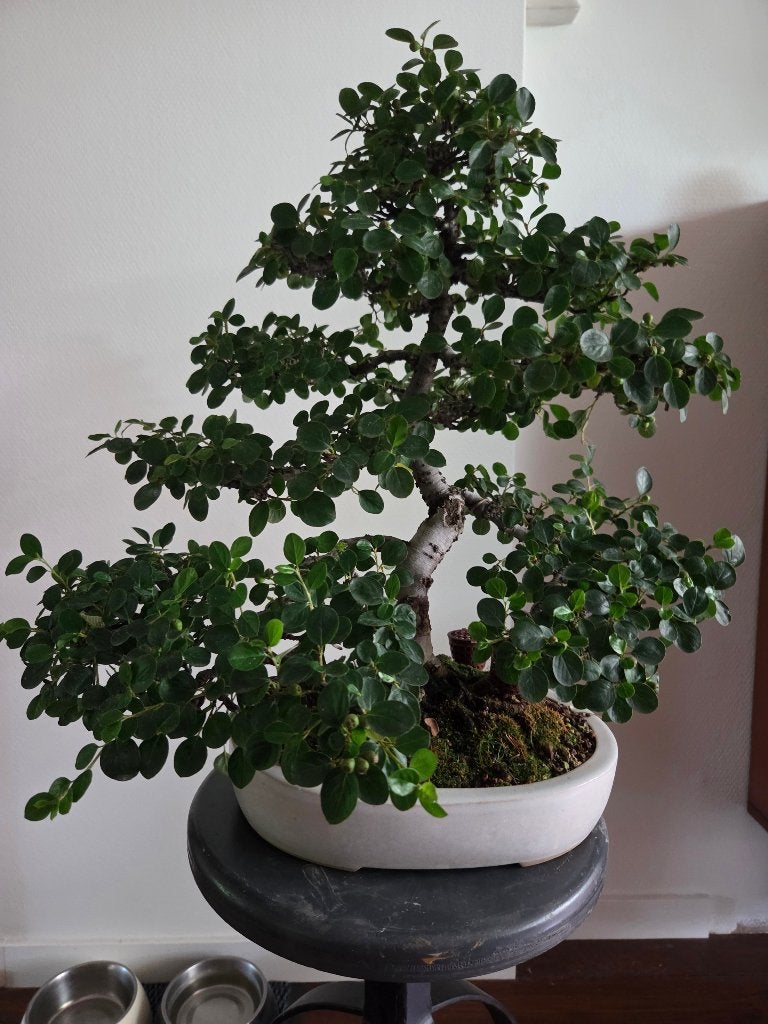 Bonsai contoniaster, Tuin en Terras, Bloeit niet, Halfschaduw, Overige soorten, Minder dan 100 cm