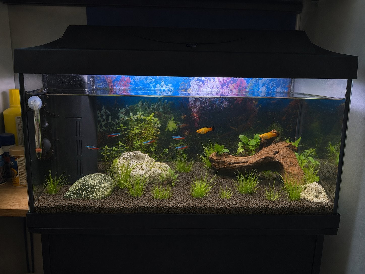 Aquarium te koop inc filter, verwarming en vissen., Dieren en Toebehoren, Vissen | Aquaria en Toebehoren, Ophalen, Gevuld zoetwateraquarium