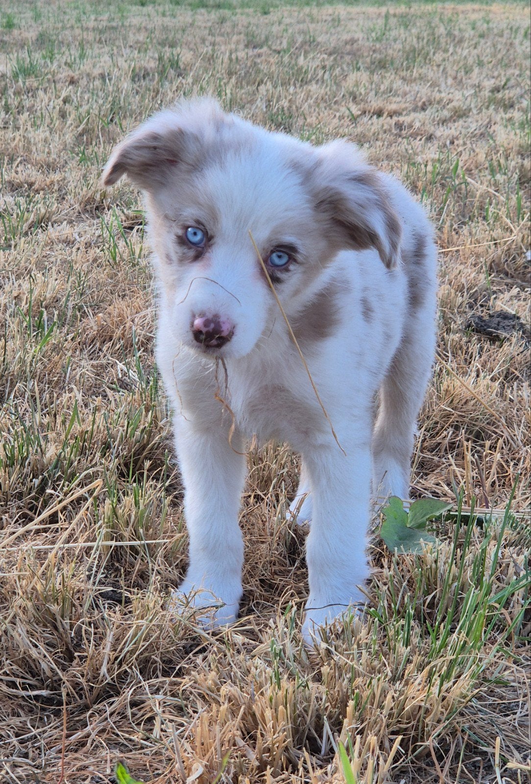 Super leuke Border collie X Australian shepherd pups, Dieren en Toebehoren, Parvo, 8 tot 15 weken, Meerdere, Meerdere dieren