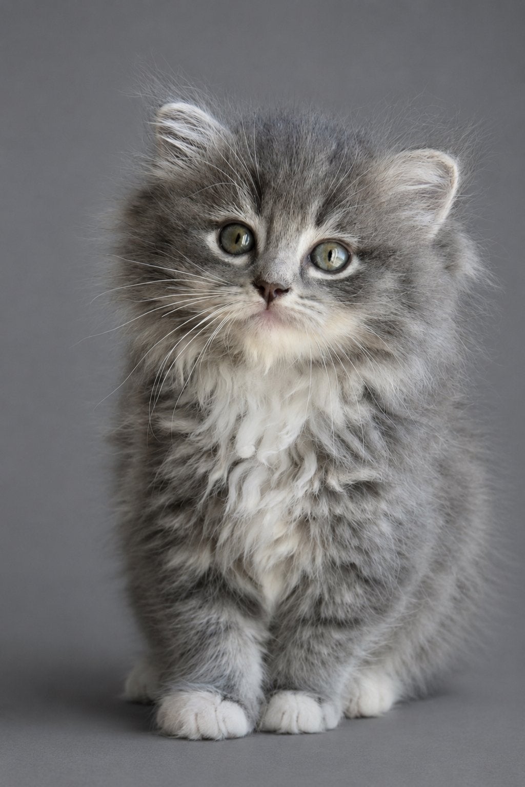 Ragdoll kittens , bijzondere kleuren, BESCHIKBAAR, Dieren en Toebehoren, Katten en Kittens | Raskatten | Langhaar, Meerdere dieren