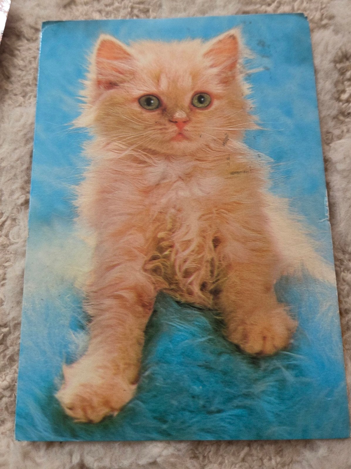 Schattige kitten - ANSICHTKAART, Verzenden, 1980 tot heden, Gelopen, Hond of Kat