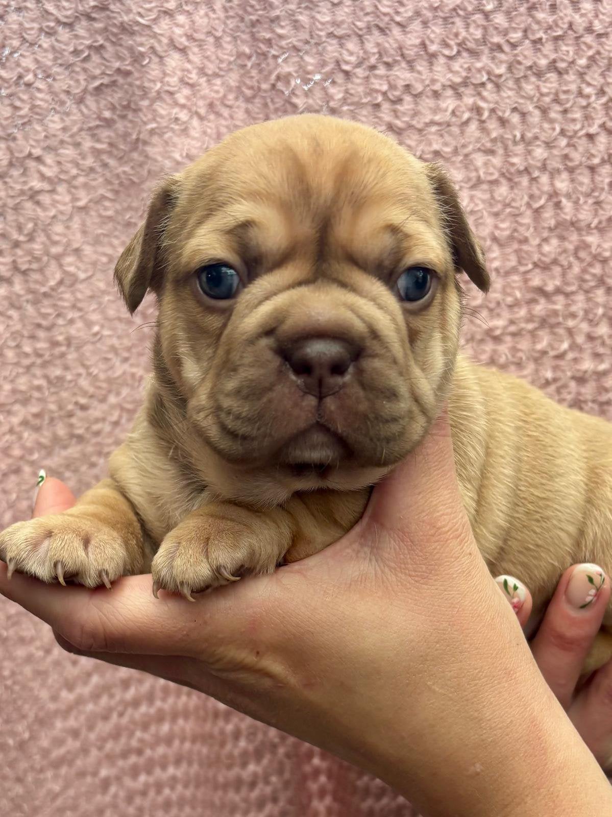“New” french Bulldog/ “Nieuwe” franse Bulldog, België, Fokker | Hobbymatig, 8 tot 15 weken, Parvo