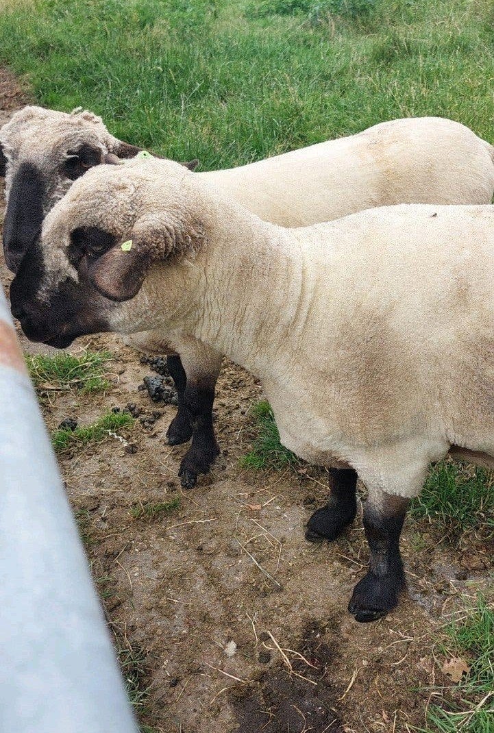 hampshire down ooi te koop, Dieren en Toebehoren, Vrouwelijk, Schaap