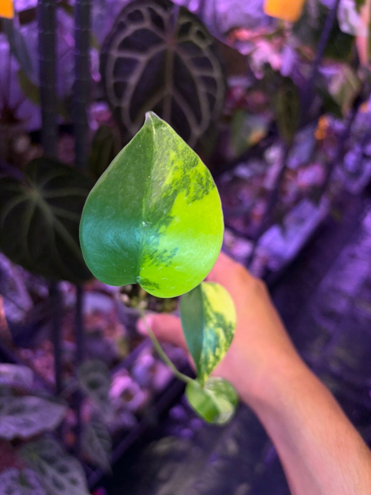 Monstera Deliciosa Aurea, Tuin en Terras, Planten | Tuinplanten, Overige soorten, Vaste plant, Ophalen of Verzenden, Bloeit niet