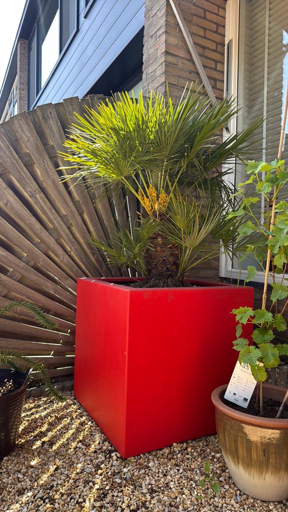Palm in pot, Ophalen of Verzenden, Zo goed als nieuw