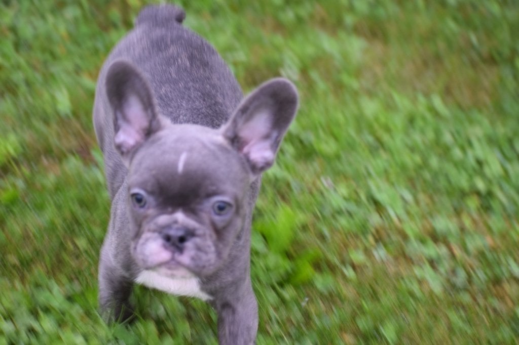 Franse bulldog pups, Dieren en Toebehoren, 8 tot 15 weken, Buitenland, Parvo, Bulldog