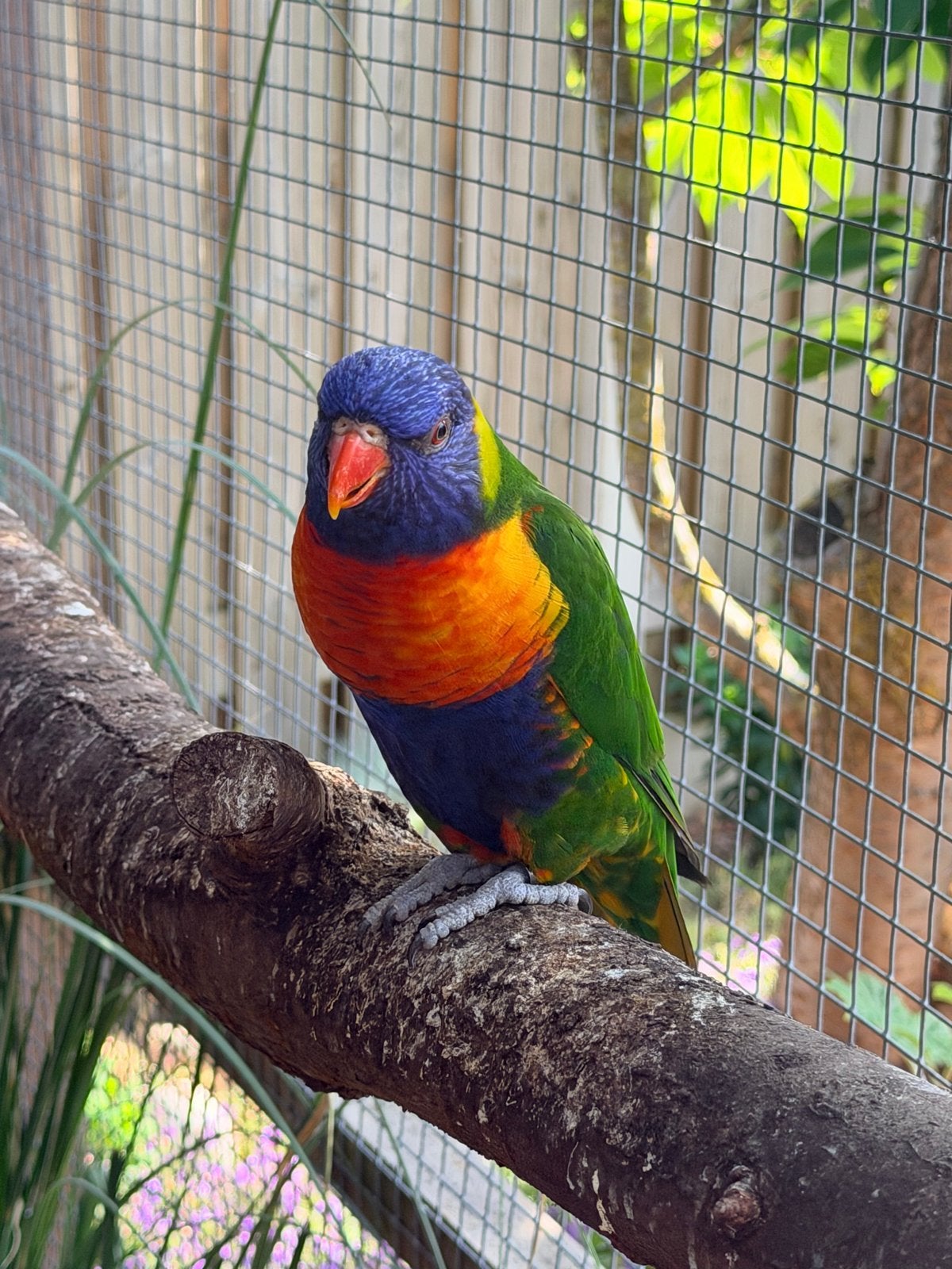 Koppel Lori van blauwe bergen, Dieren en Toebehoren, Meerdere dieren, Geringd