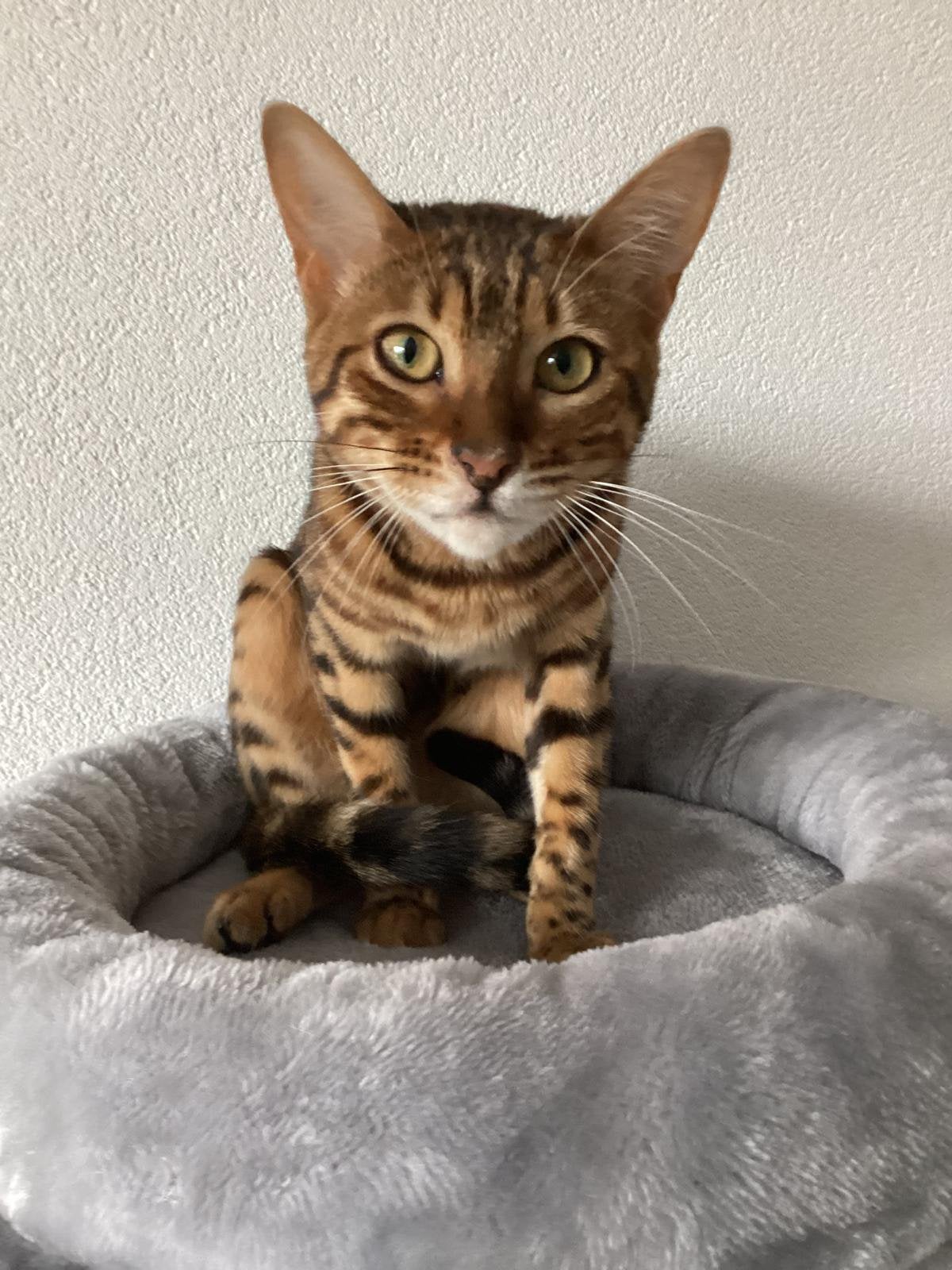 Lief nieuw thuis gezocht voor onze Bengaalse poes ️, Poes