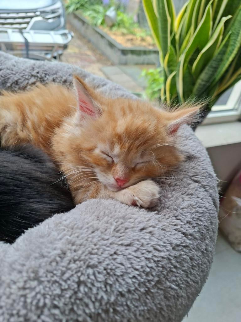 Maine coon/ragdoll, Dieren en Toebehoren, Poes, Ontwormd