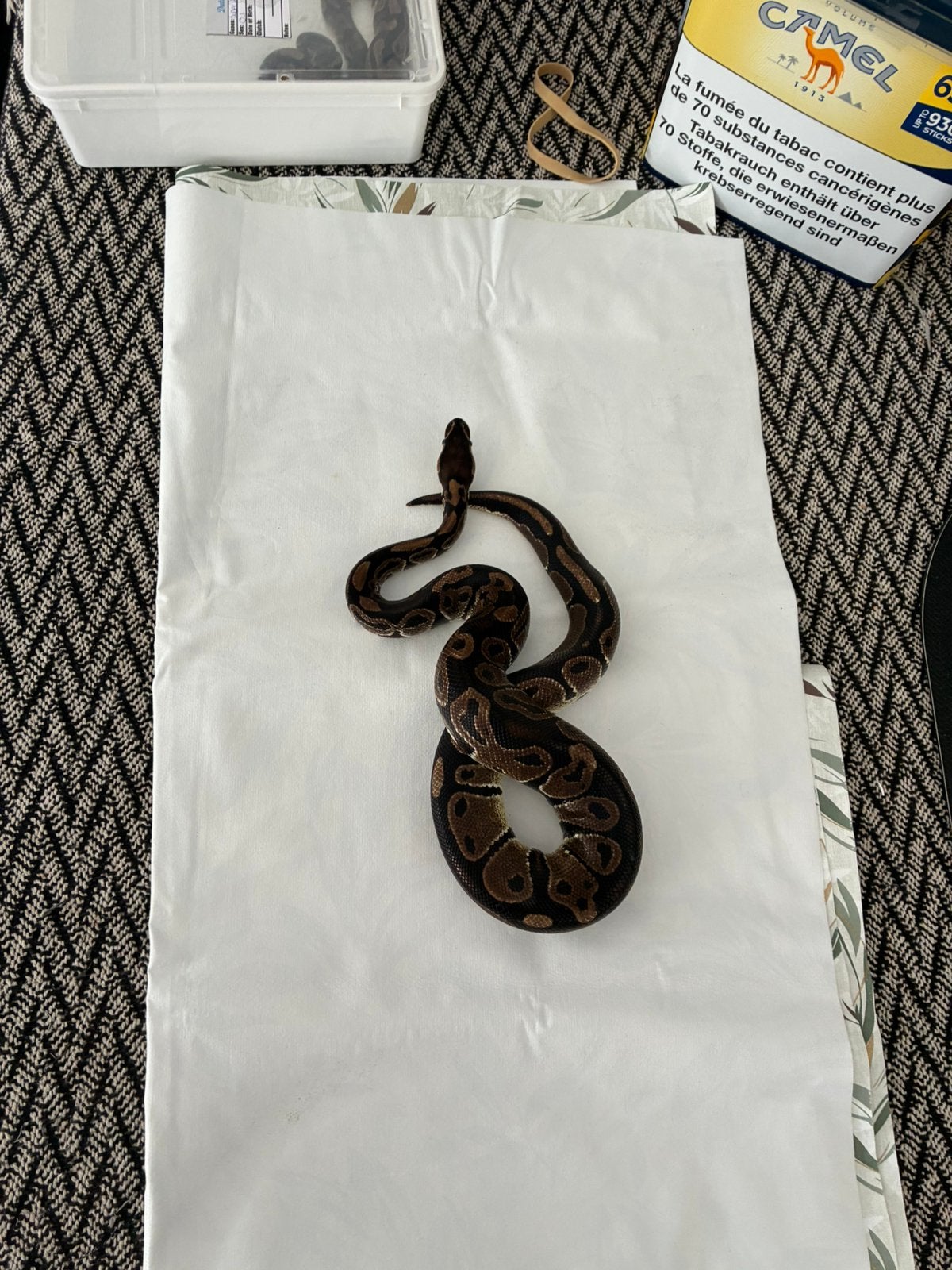 Koppel koningspython regius wild kleur Ball Python photo 5