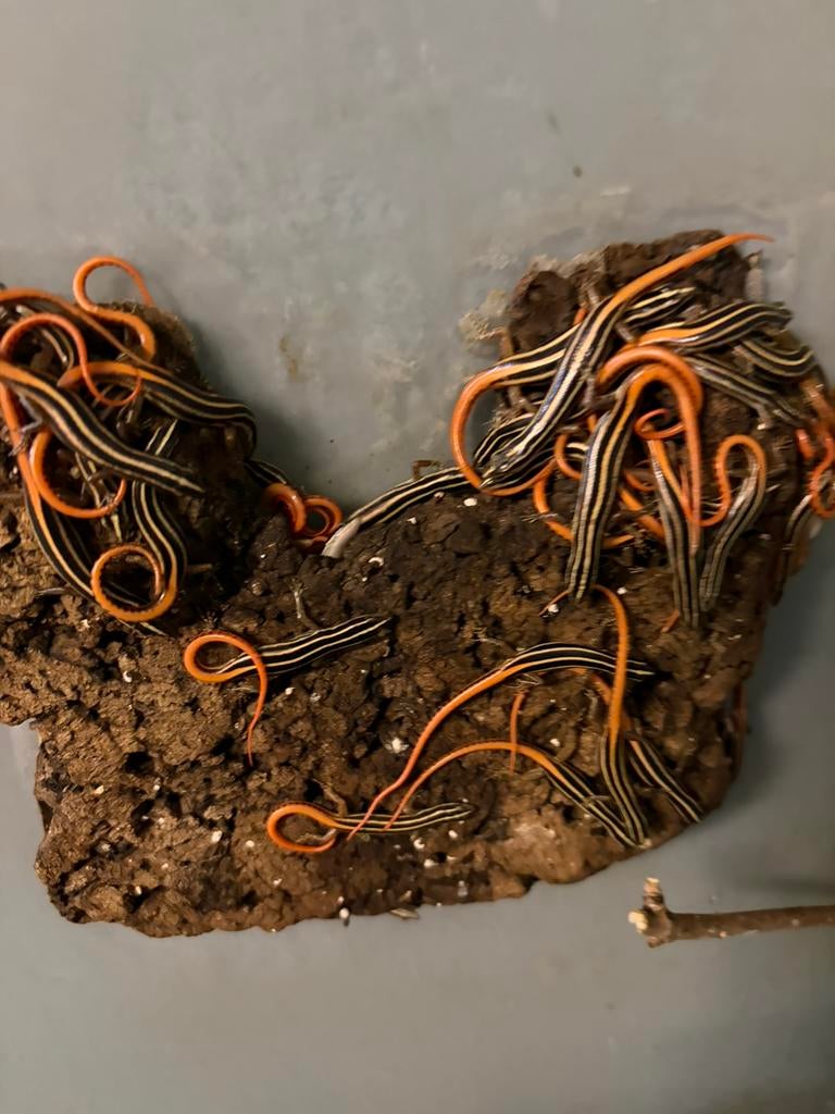 Oranje staart skinkjes en dwerg waterskinkjes, Hagedis, 0 tot 2 jaar