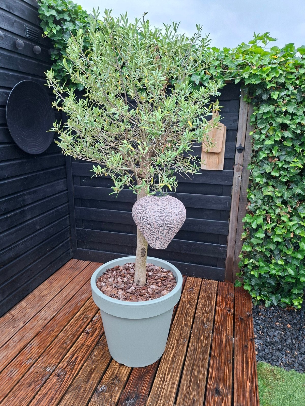 Mooie olijfboom incl pot in trendy kleur, Bloeit niet, 100 tot 250 cm, Olijfboom, Ophalen