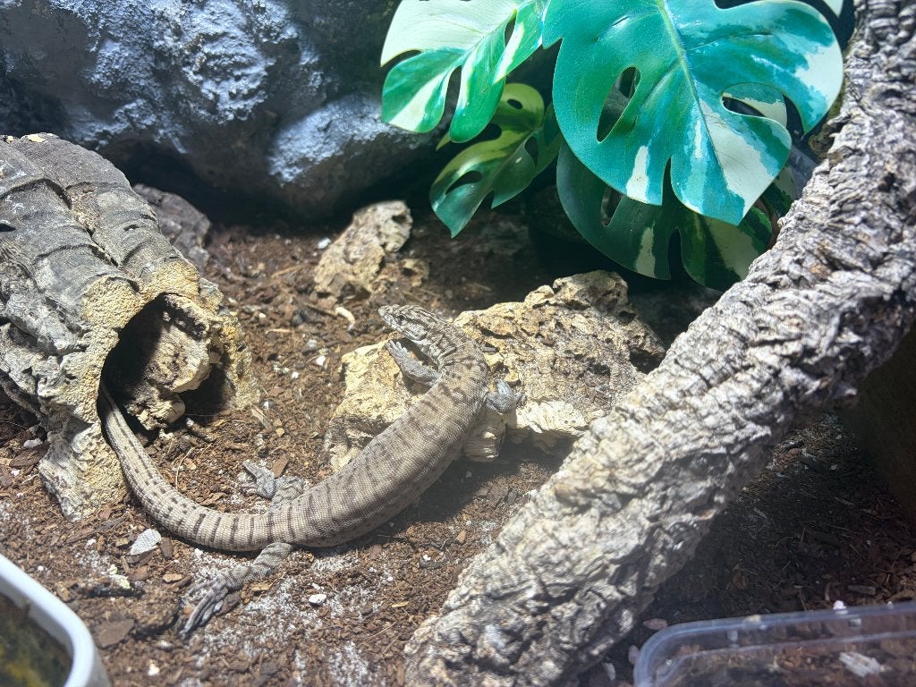 Varanus gilleni, Dieren en Toebehoren, Reptielen en Amfibieën, Hagedis, 3 tot 6 jaar