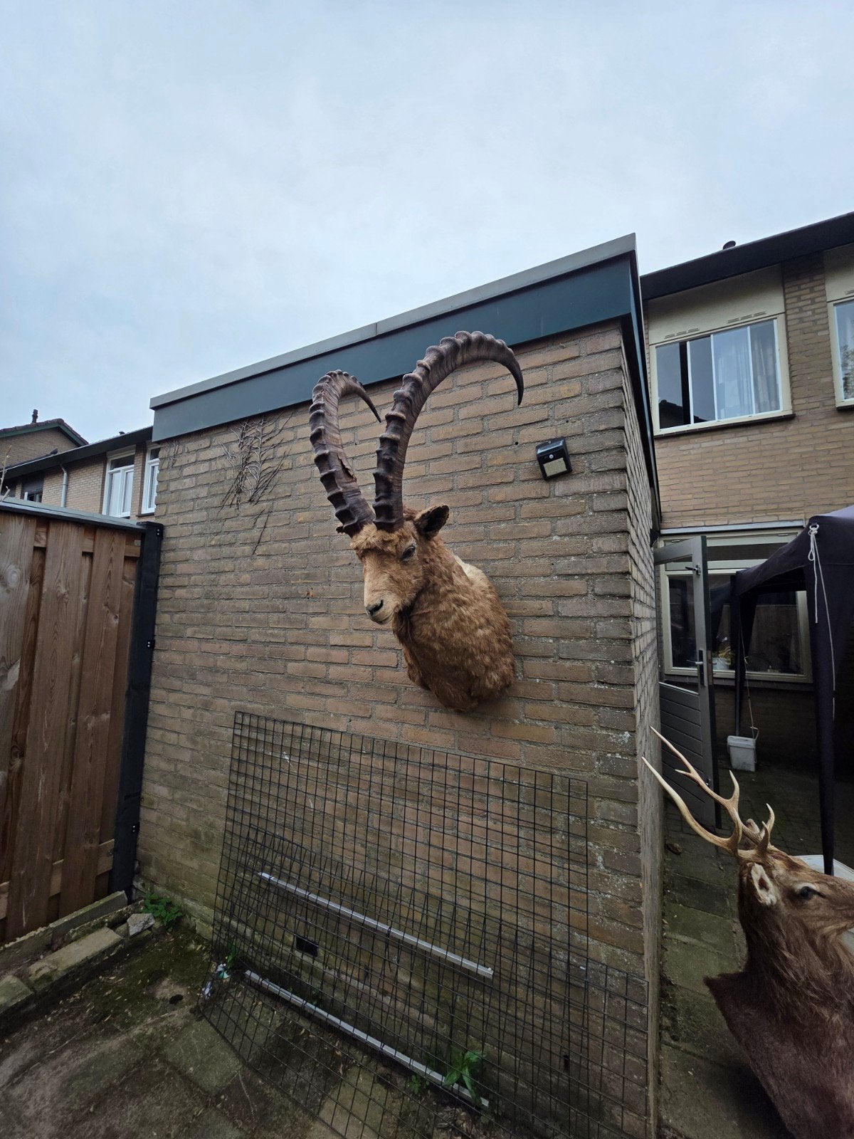 Opgezette Alpen steenbok ibex ! TEGEN ELK AANNEMELIJK BOD,, Ophalen, Gebruikt, Opgezet dier