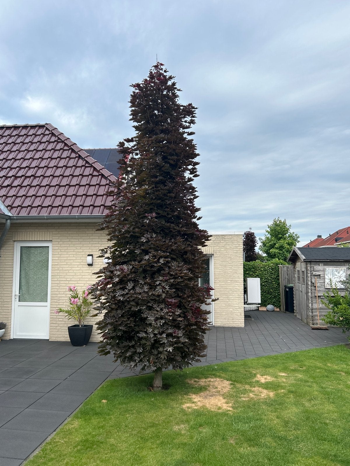 Zuilvormige Japanse Esdoorn (Acer palmatum), Tuin en Terras, Planten | Bomen, Bloeit niet, Zuilboom, 400 cm of meer, Ophalen