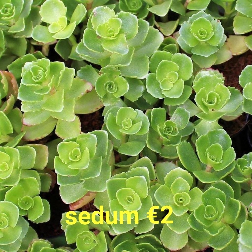 sedum, Ophalen of Verzenden, Bodembedekkers, Volle zon