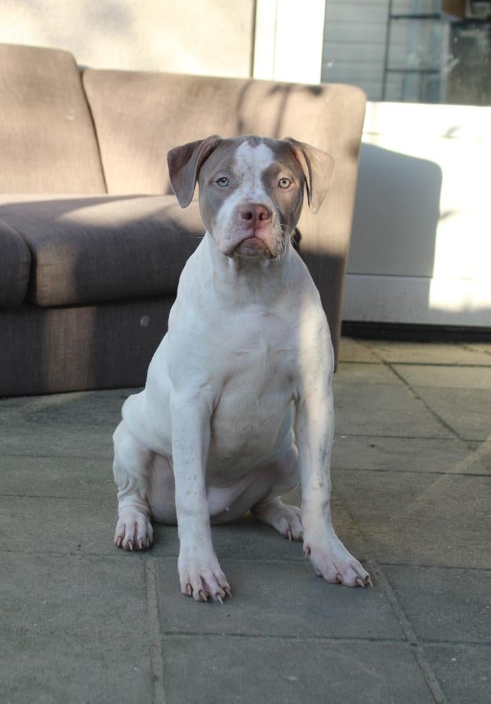 American Bully XL (Puppy), Dieren en Toebehoren, 15 weken tot 1 jaar, Overige rassen, Parvo, Meerdere