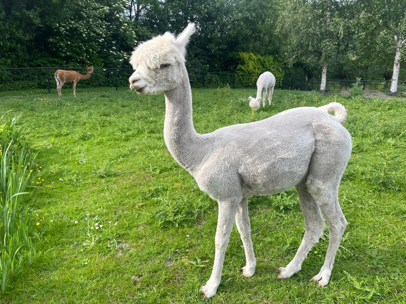 Alpaca dekhengst, Dieren en Toebehoren, Overige Dieren, Juni, Mannelijk