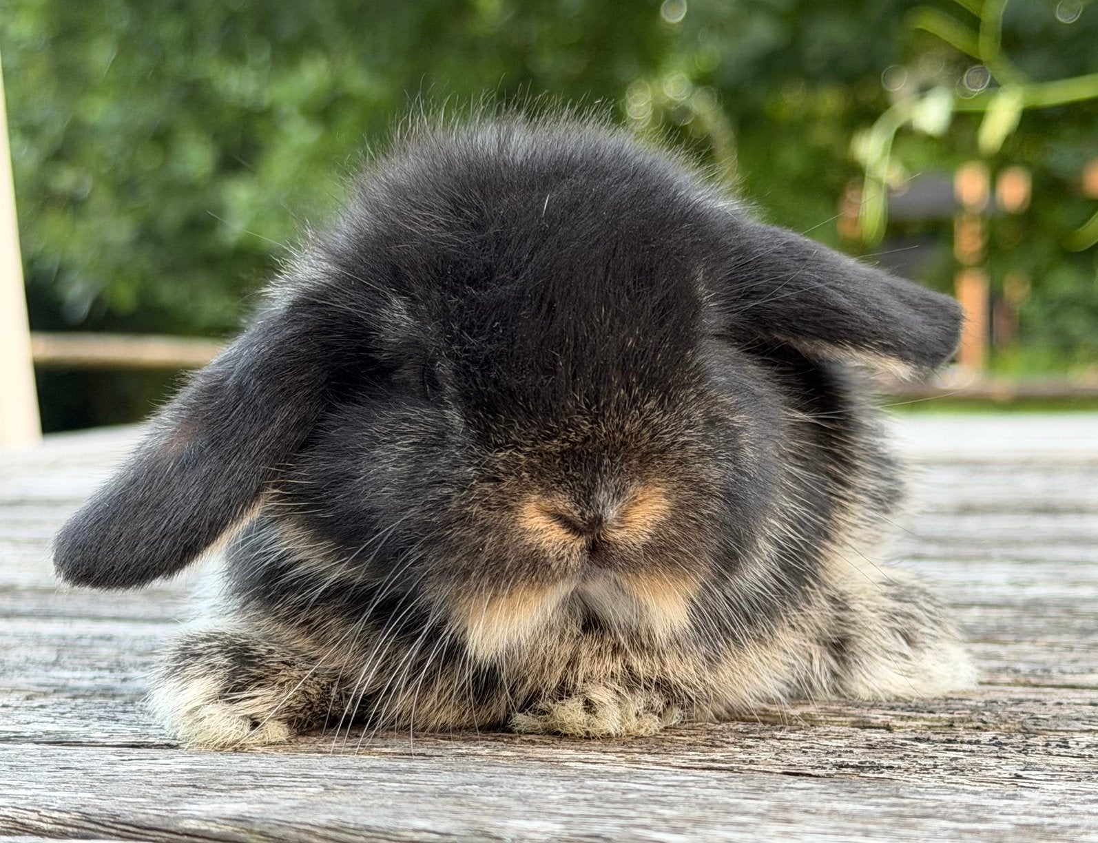 Minilop konijntjes, Dieren en Toebehoren, Konijnen, Meerdere dieren, Dwerg, Hangoor, 0 tot 2 jaar