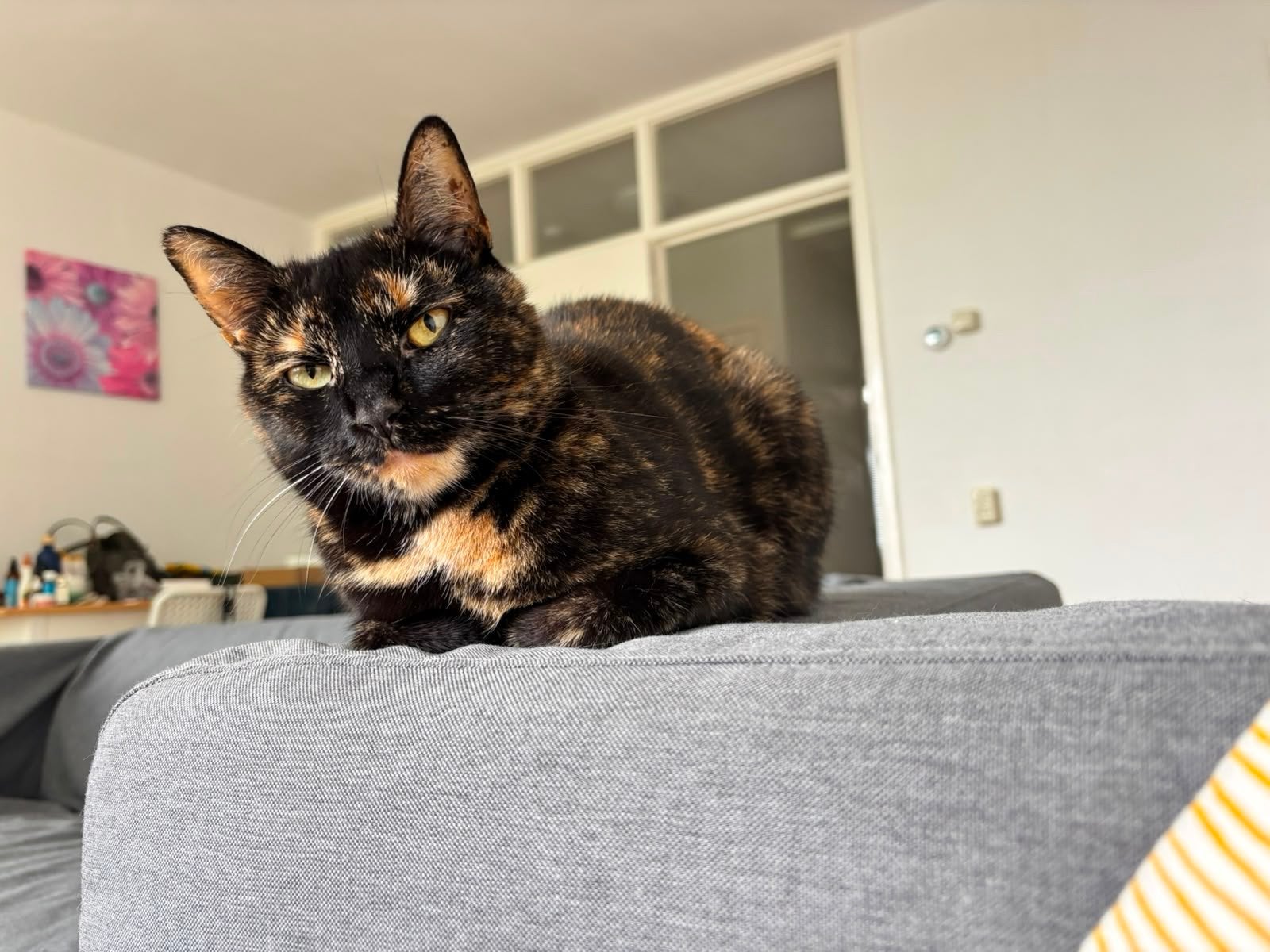 GRATIS Europese korthaar met een schildpadvacht, Poes
