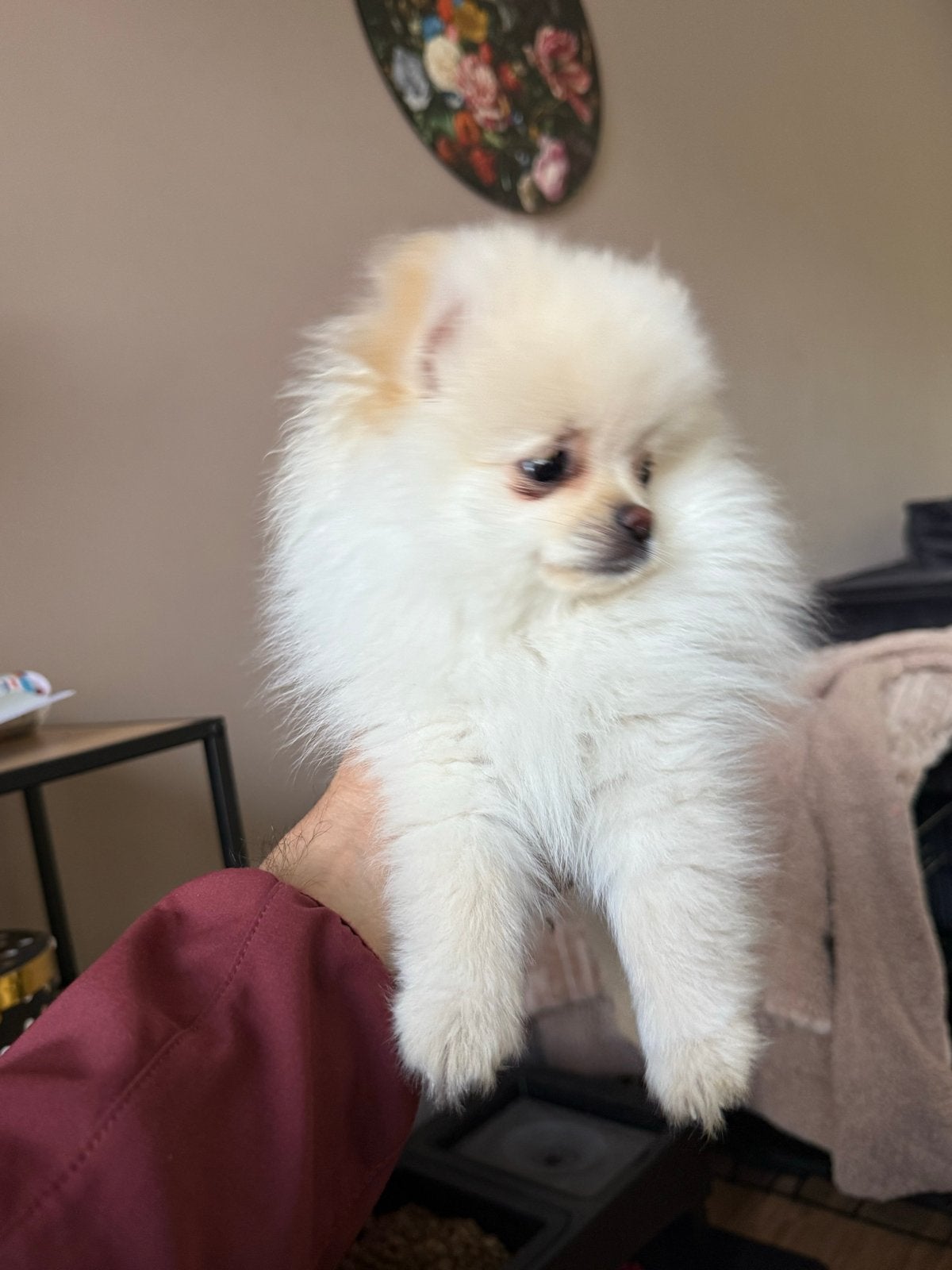 pomerian hond, Dieren en Toebehoren, Honden | Poolhonden, Keeshonden en Oertypen, 8 tot 15 weken, Eén hond, Nederland, Particulier