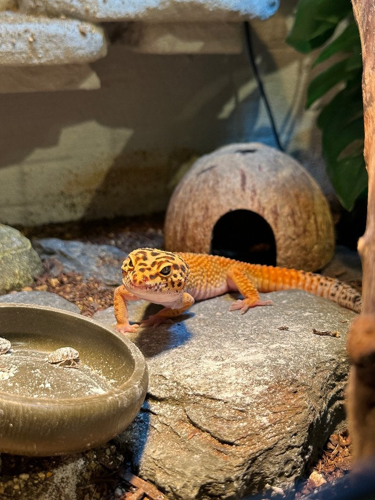 Luipaard gekko Tangerine, Hagedis, Met terrarium, 0 tot 2 jaar