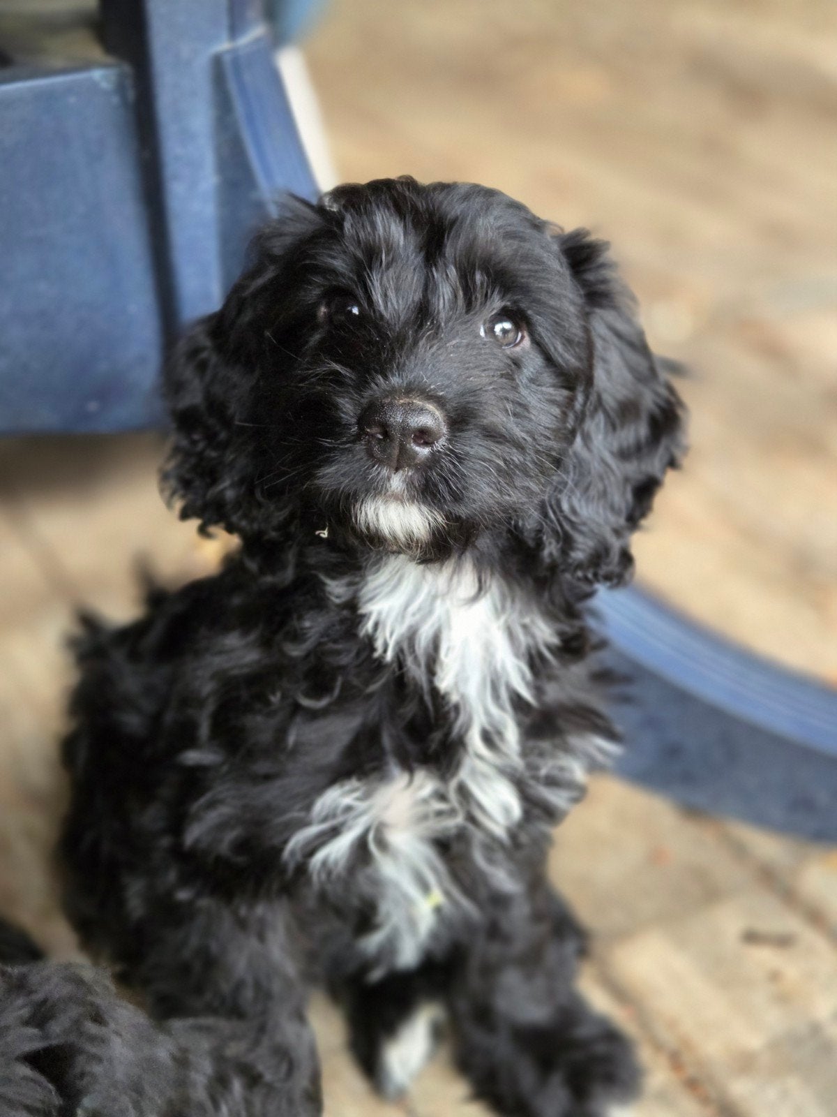 Sproodle (cockapoo) pups te koop, mogen het nestje verlaten, Parvo, Overige rassen, 8 tot 15 weken, Meerdere