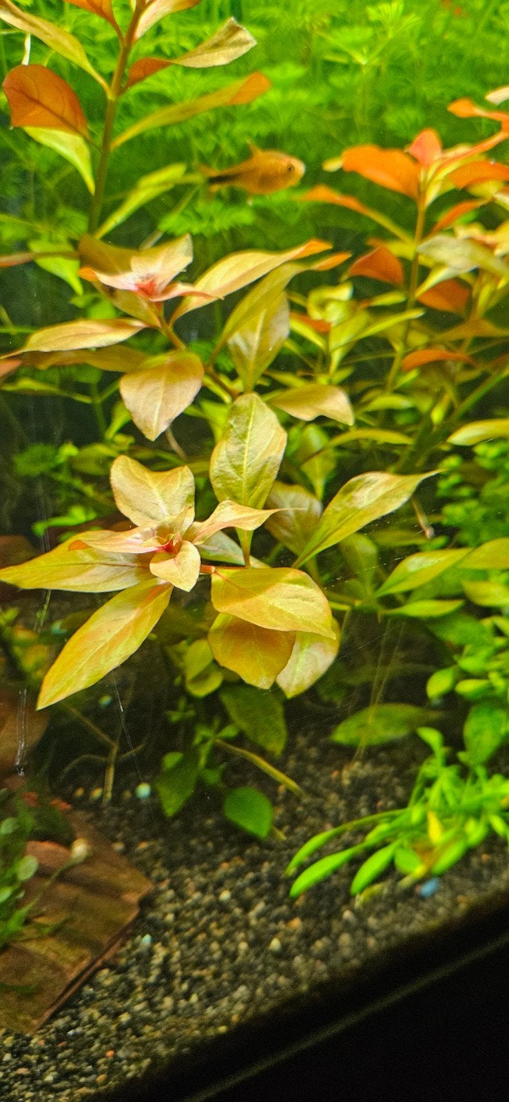 Aquariumplant stek - Ludwigia Repens, Dieren en Toebehoren, Overige typen