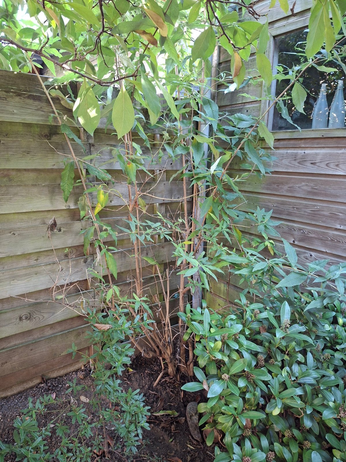 Grote jasmijnstruik -, Ophalen, Vaste plant, Halfschaduw, Klimplanten