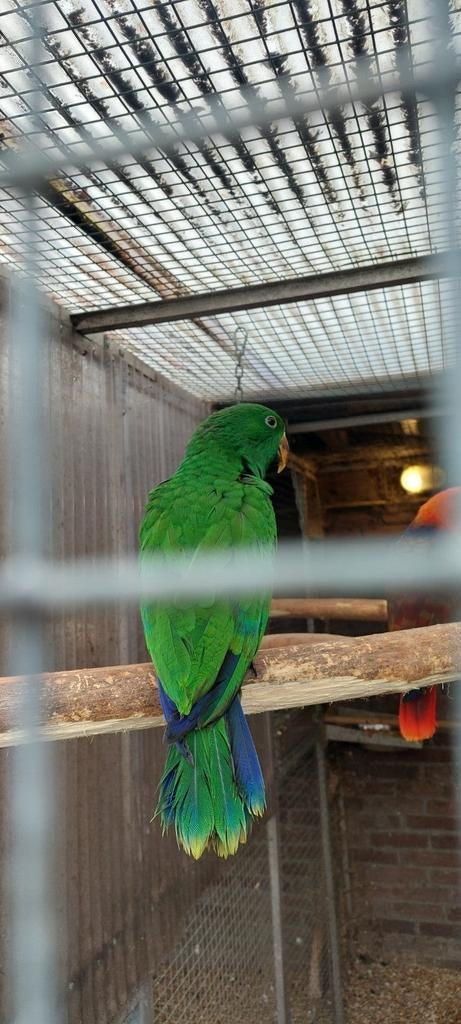 Edelpapegaaien, Meerdere dieren, Papegaai, Geringd