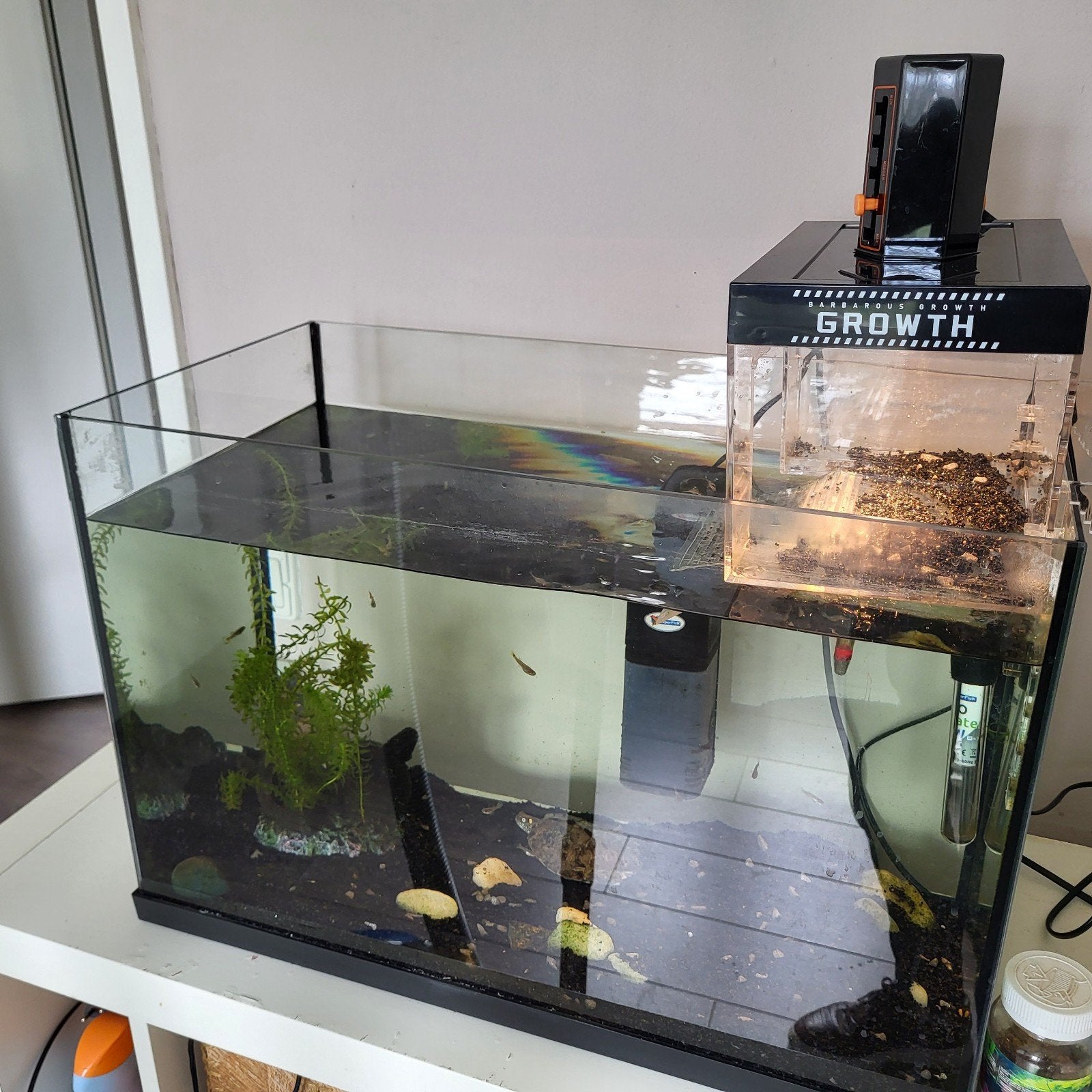 Schilpad met aquarium, warmtelamp en alle toebehoereb, Ophalen