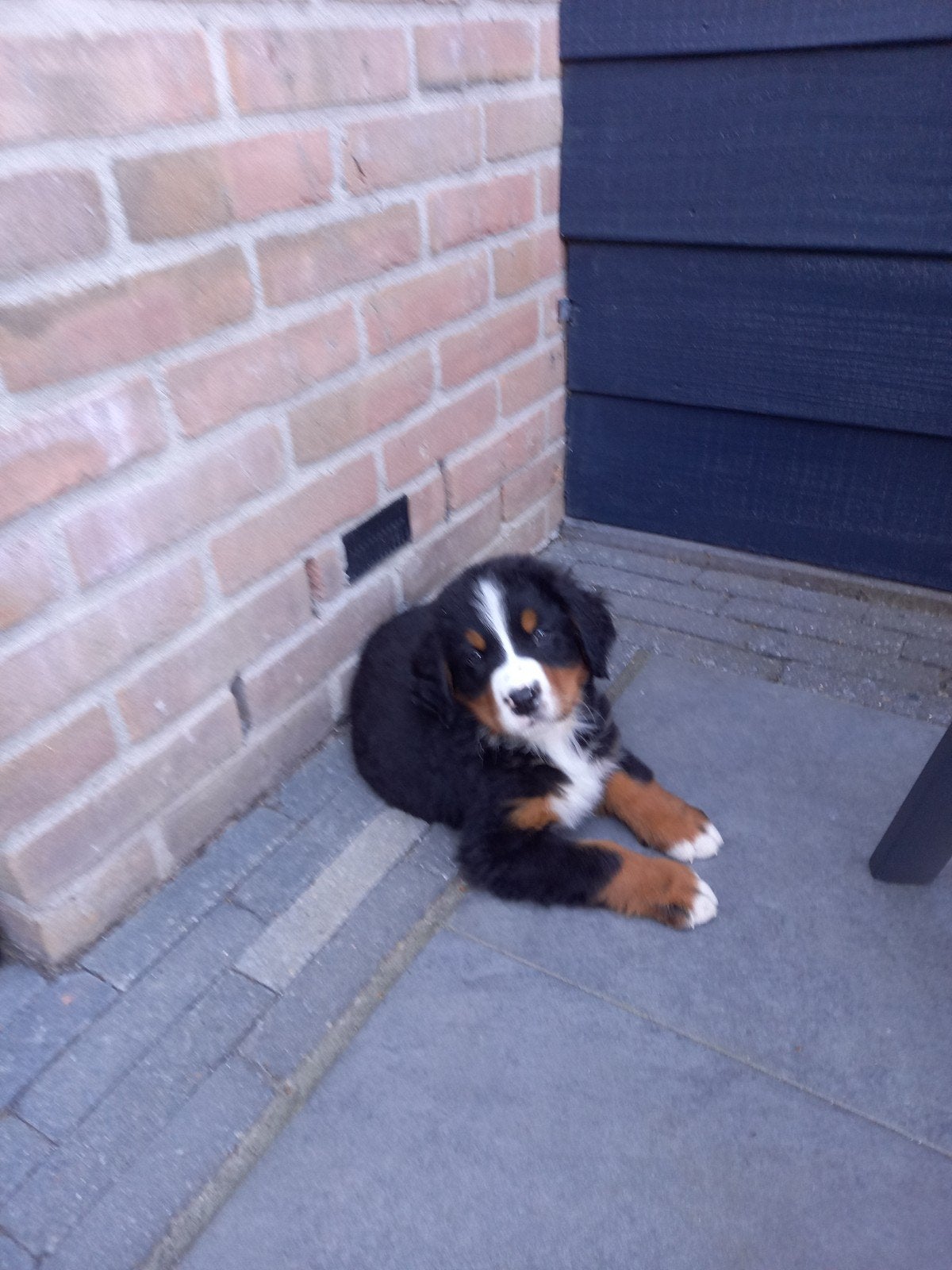 Mooie pup. Reutje. 3 maanden oud., Dieren en Toebehoren, Reu, Parvo, Eén hond, Nederland