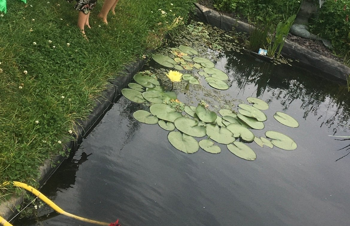 Gele waterlelie (Nymphaea ‘Marliacea Chromatella’), Ophalen, Zo goed als nieuw