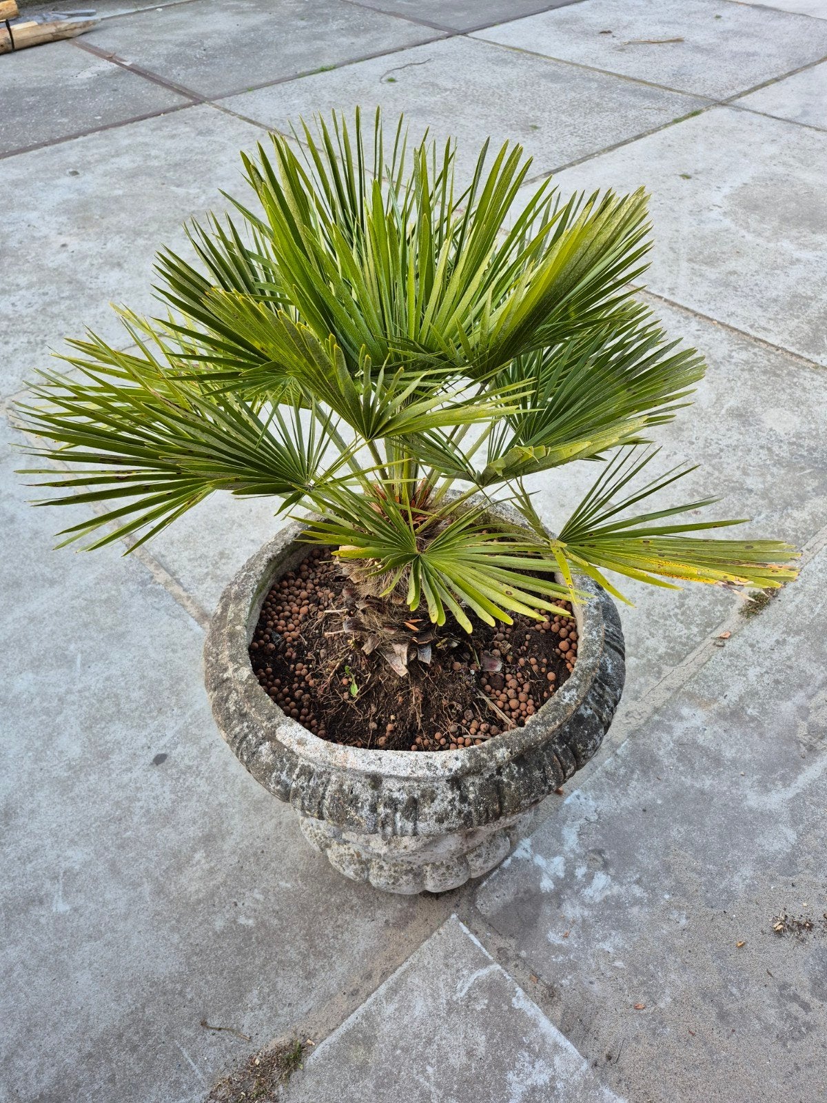 Palm  in pot, Ophalen of Verzenden, Bloeit niet, Overige soorten, Volle zon