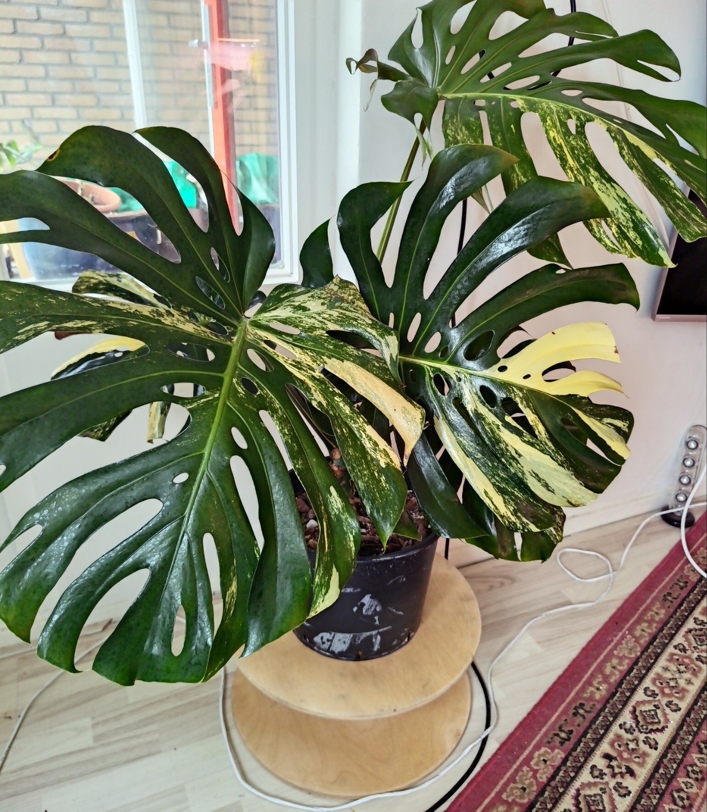 PomPom - Monstera Deliciosa - XXL, Huis en Inrichting, Kamerplanten, Ophalen, Halfschaduw, Minder dan 100 cm