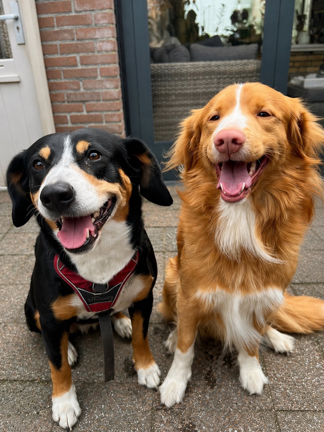 VERWACHT, PUPS KRUISING ENTLEBUCHER SENNEN/TOLLER!, Overige rassen, 8 tot 15 weken, Geslacht onbekend, Parvo