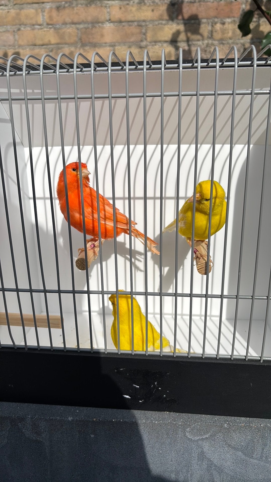 Kanaries, Meerdere dieren, Kleurkanarie