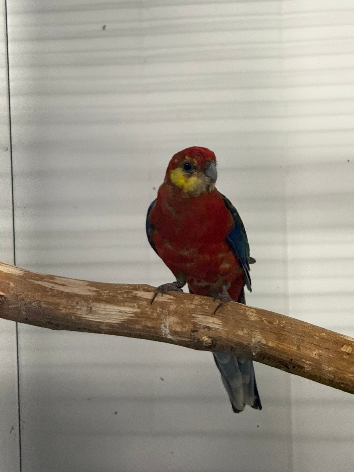 1-1 stanley rosellas, Dieren en Toebehoren, Vogels | Parkieten en Papegaaien, Meerdere dieren, Parkiet, Geringd