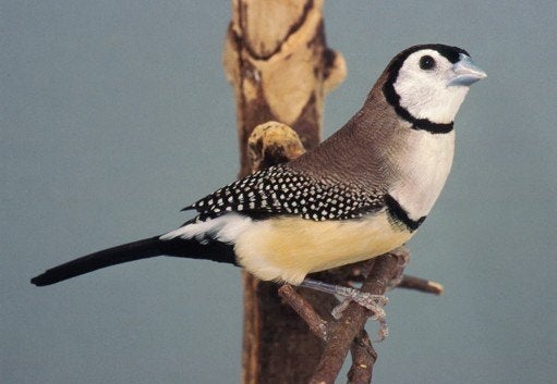 Bichenowastrilde beschikbaar, Dieren en Toebehoren, Vogels | Overige Vogels, Meerdere dieren, Tropenvogel