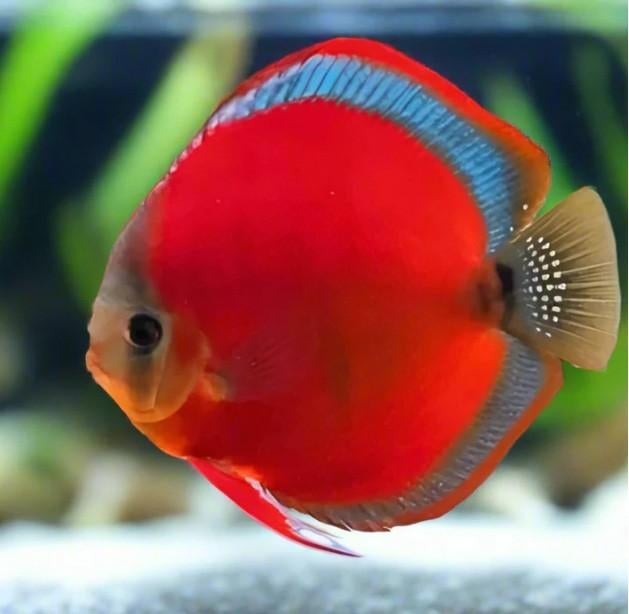 Red Cover Blue Rim Discus - Koidream Valburg, Dieren en Toebehoren, Vissen | Aquariumvissen, Vis, Zoetwatervis