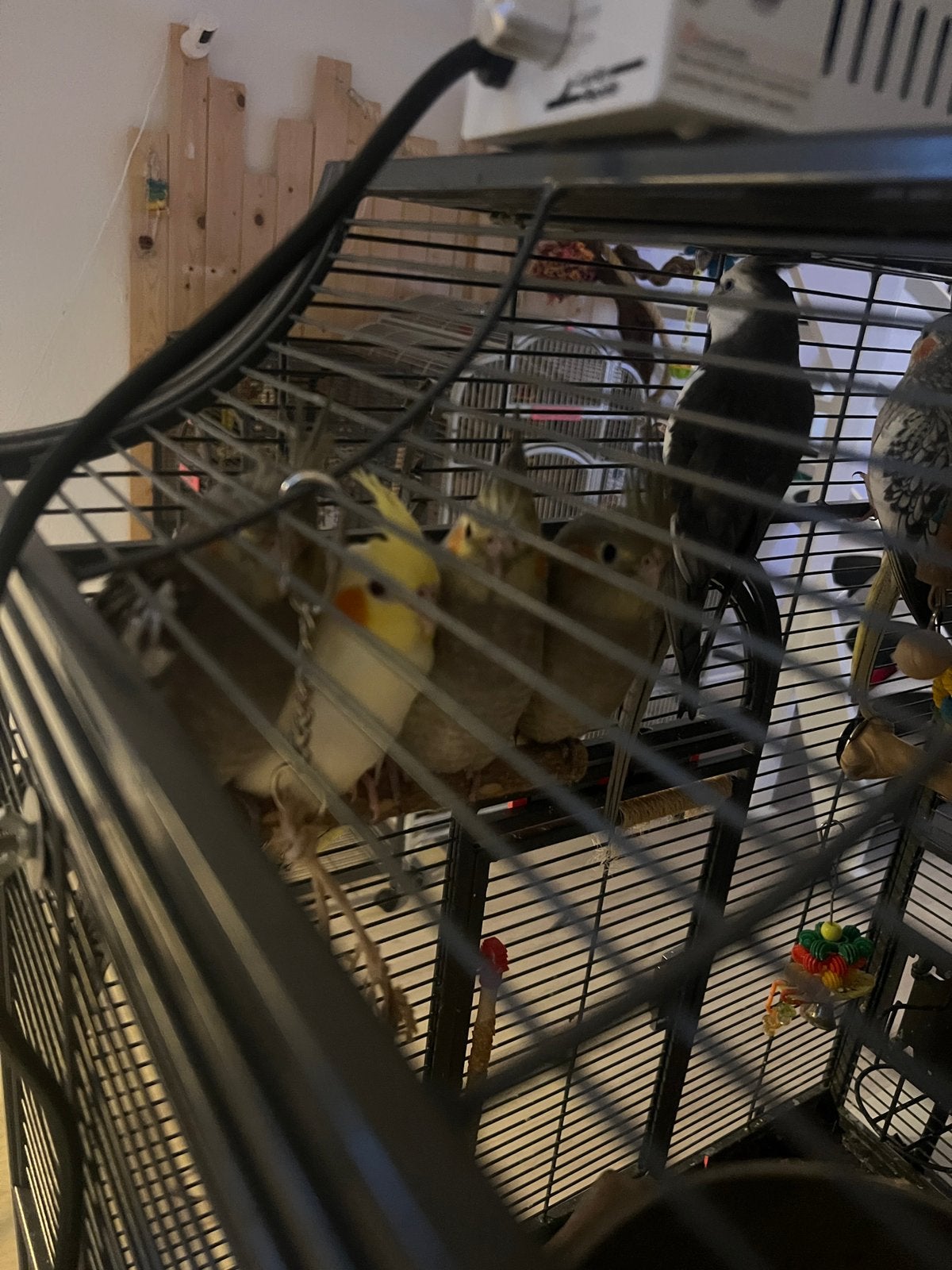 Jonge valkparkieten opgegroeid in onze huiskamerflock, Dieren en Toebehoren, Vogels | Parkieten en Papegaaien, Meerdere dieren