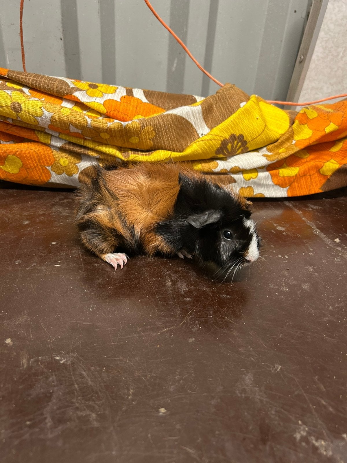 1 cavia vrouwtje, Dieren en Toebehoren, Cavia, Vrouwelijk, Tam, September