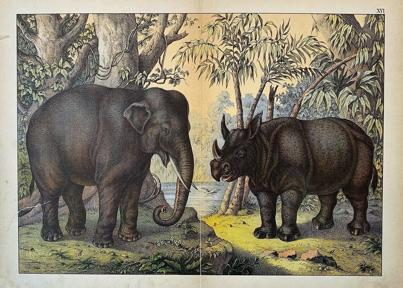 Antieke Illustratie: Olifant & Neushoorn in de Jungle poster, Ophalen of Verzenden